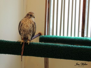 Hybrid falcon