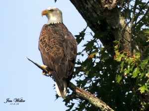 Wild eagle