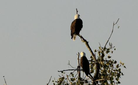 How do bald eagles communicate?